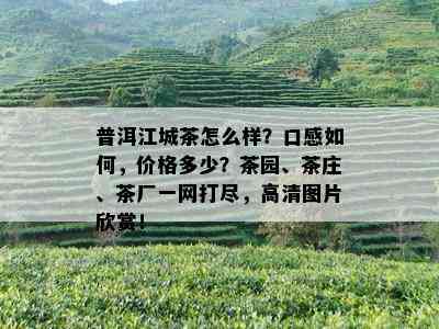 普洱江城茶怎么样？口感如何，价格多少？茶园、茶庄、茶厂一网打尽，高清图片欣赏！