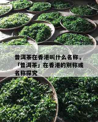 普洱茶在叫什么名称，「普洱茶」在的别称或名称探究