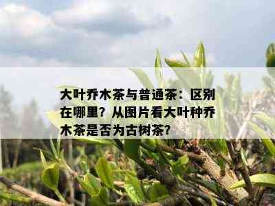 大叶乔木茶与普通茶：区别在哪里？从图片看大叶种乔木茶是否为古树茶？