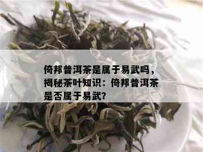 倚邦普洱茶是属于易武吗，揭秘茶叶知识：倚邦普洱茶是否属于易武？