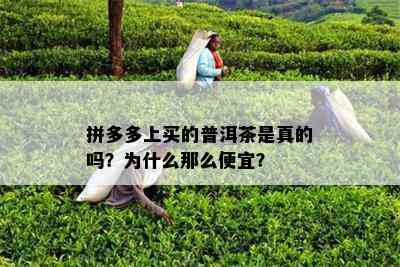 拼多多上买的普洱茶是真的吗？为什么那么便宜？