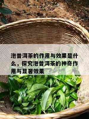 泡普洱茶的作用与效果是什么，探究泡普洱茶的神奇作用与显著效果