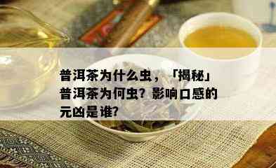 普洱茶为什么虫，「揭秘」普洱茶为何虫？影响口感的元凶是谁？