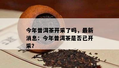 今年普洱茶开采了吗，最新消息：今年普洱茶是否已开采？