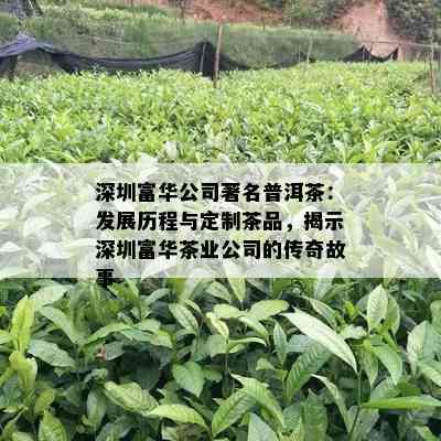 深圳富华公司著名普洱茶：发展历程与定制茶品，揭示深圳富华茶业公司的传奇故事