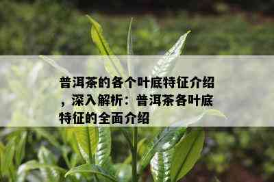 普洱茶的各个叶底特征介绍，深入解析：普洱茶各叶底特征的全面介绍