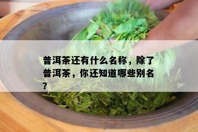 普洱茶还有什么名称，除了普洱茶，你还知道哪些别名？