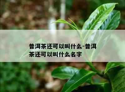 普洱茶还可以叫什么-普洱茶还可以叫什么名字