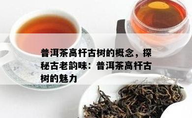 普洱茶高杆古树的概念，探秘古老韵味：普洱茶高杆古树的魅力