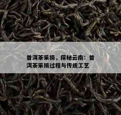 普洱茶采摘，探秘云南：普洱茶采摘过程与传统工艺