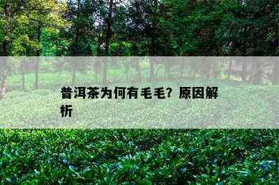 普洱茶为何有毛毛？原因解析