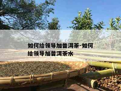 如何给领导加普洱茶-如何给领导加普洱茶水