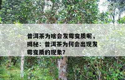 普洱茶为啥会发霉变质呢，揭秘：普洱茶为何会出现发霉变质的现象？