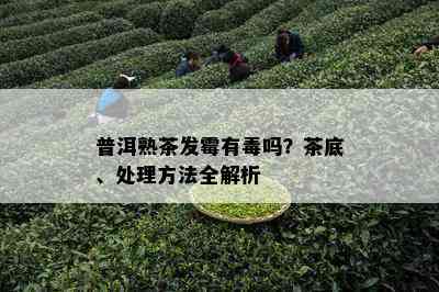 普洱熟茶发霉有吗？茶底、处理方法全解析