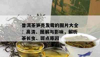 普洱茶笋壳发霉的图片大全：高清、图解与影响，解析茶长虫、斑点原因