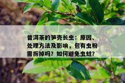 普洱茶的笋壳长虫：原因、处理方法及影响，包有虫粉需拆掉吗？如何避免虫蛀？