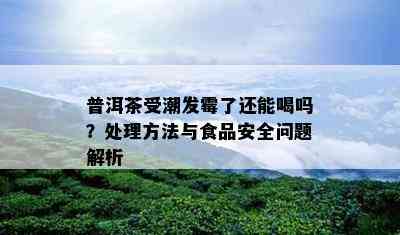 普洱茶受潮发霉了还能喝吗？处理方法与食品安全问题解析