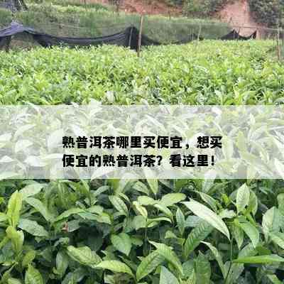 熟普洱茶哪里买便宜，想买便宜的熟普洱茶？看这里！