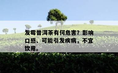 发霉普洱茶有何危害？影响口感、可能引发疾病，不宜饮用。