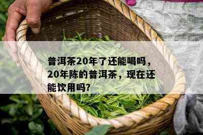 普洱茶20年了还能喝吗，20年陈的普洱茶，现在还能饮用吗？