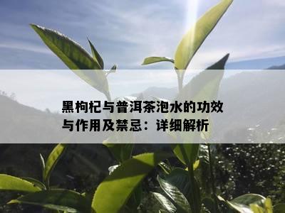 黑枸杞与普洱茶泡水的功效与作用及禁忌：详细解析