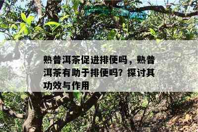 熟普洱茶促进排便吗，熟普洱茶有助于排便吗？探讨其功效与作用