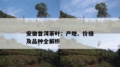 安徽普洱茶叶：产地、价格及品种全解析