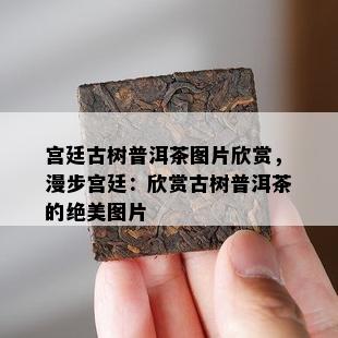 宫廷古树普洱茶图片欣赏，漫步宫廷：欣赏古树普洱茶的绝美图片