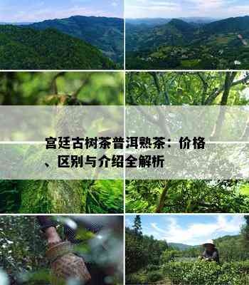 宫廷古树茶普洱熟茶：价格、区别与介绍全解析