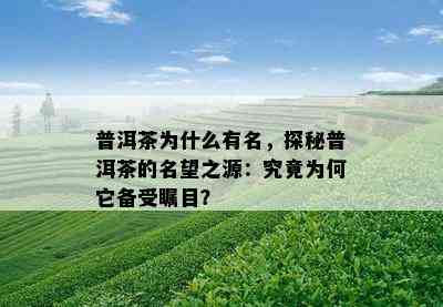 普洱茶为什么有名，探秘普洱茶的名望之源：究竟为何它备受瞩目？