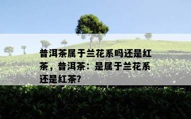 普洱茶属于兰花系吗还是红茶，普洱茶：是属于兰花系还是红茶？