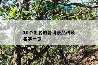 10个出名的普洱茶品种及名字一览