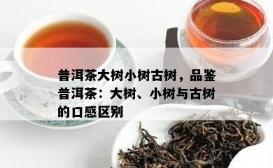 普洱茶大树小树古树，品鉴普洱茶：大树、小树与古树的口感区别