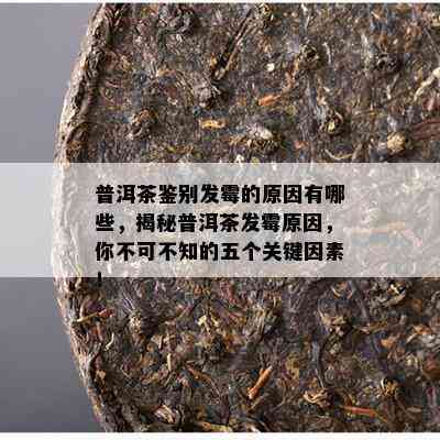 普洱茶鉴别发霉的原因有哪些，揭秘普洱茶发霉原因，你不可不知的五个关键因素！