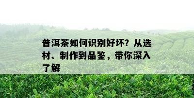 普洱茶如何识别好坏？从选材、制作到品鉴，带你深入了解