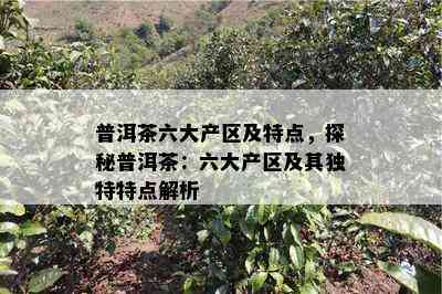 普洱茶六大产区及特点，探秘普洱茶：六大产区及其独特特点解析