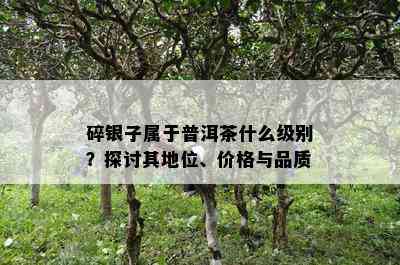 碎银子属于普洱茶什么级别？探讨其地位、价格与品质