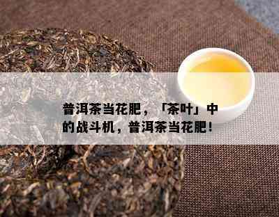 普洱茶当花肥，「茶叶」中的战斗机，普洱茶当花肥！