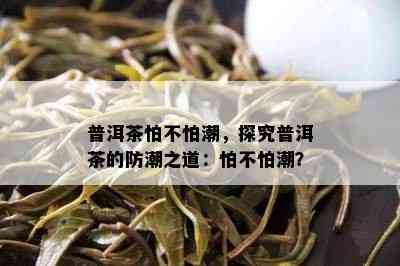 普洱茶怕不怕潮，探究普洱茶的防潮之道：怕不怕潮？