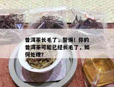 普洱茶长毛了，警惕！你的普洱茶可能已经长毛了，如何处理？