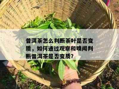 普洱茶怎么判断茶叶是否变质，如何通过观察和嗅闻判断普洱茶是否变质？