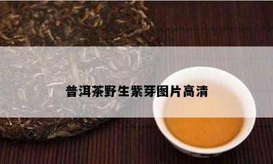 普洱茶野生紫芽图片高清