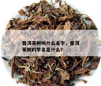 普洱茶树叫什么名字，普洱茶树的学名是什么？