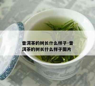 普洱茶的树长什么样子-普洱茶的树长什么样子图片