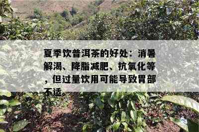 夏季饮普洱茶的好处：消暑解渴、降脂减肥、抗氧化等，但过量饮用可能导致胃部不适。