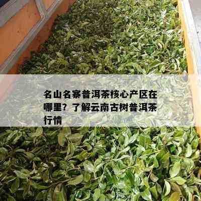 名山名寨普洱茶核心产区在哪里？了解云南古树普洱茶行情