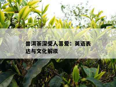 普洱茶深受人喜爱：英语表达与文化解读