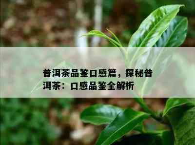 普洱茶品鉴口感篇，探秘普洱茶：口感品鉴全解析