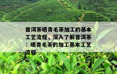 普洱茶晒青毛茶加工的基本工艺流程，深入了解普洱茶：晒青毛茶的加工基本工艺流程