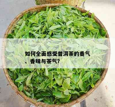 如何全面感受普洱茶的香气、香味与茶气？